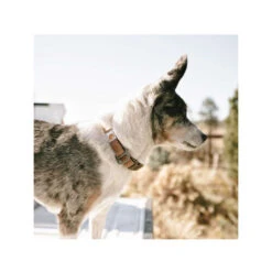 Tierbedarf Geschäft -Tierbedarf Geschäft carhartt journeyman collar 187309 0500 none