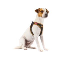 Curli Vegan Apple Leather Geschirr -Tierbedarf Geschäft curli harnas vegan appelleer 216631 0500 none