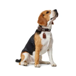 Hunter Halsband Cody -Tierbedarf Geschäft hunter halsband cody 116499 0500 none