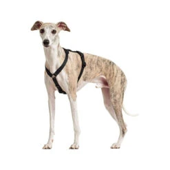 Hunter Vario Rapid Sicherheitsgeschirr - Schwarz -Tierbedarf Geschäft hunter vario rapid veiligheidsharnas zwart 169507 0500 none