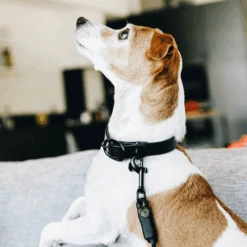 Tierbedarf Geschäft -Tierbedarf Geschäft kentucky dogwear soft rubber hondenhalsband 219264 0500 none