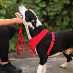 KONG Comfort Harness -Tierbedarf Geschäft kong comfort harness zwart 178771 0500 none