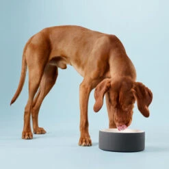 PAIKKA Cool Bowl -Tierbedarf Geschäft paikka cool bowl 217839 0500 none