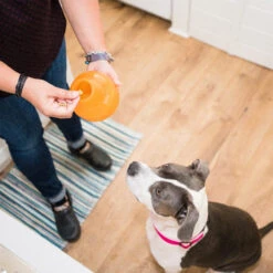 Planet Dog Orbee-Tuff Snoop -Tierbedarf Geschäft planet dog orbee tuff snoop oranje 167041 0500 none