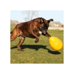 Jolly Egg -Tierbedarf Geschäft product jolly egg none 4 1496839893 86965