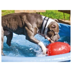 Jolly Egg -Tierbedarf Geschäft product jolly egg none 4 1496839894 86968