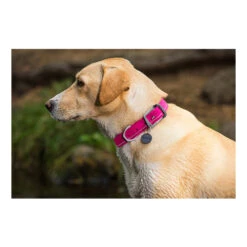 Ruffwear Headwater Collar -Tierbedarf Geschäft product ruffwear headwater collar none 4 1487775433 83755