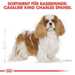 Royal Canin Cavalier King Charles Adult - Hundefutter -Tierbedarf Geschäft royal canin cavalier king charles adult hondenvoer 137857 0500 none
