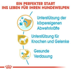 Tierbedarf Geschäft -Tierbedarf Geschäft royal canin dachshund puppy hondenvoer 138337 0500 none