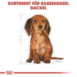 Royal Canin Dachshund Puppy - Hundefutter -Tierbedarf Geschäft royal canin dachshund puppy hondenvoer 138346 0500 none