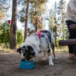 Ruffwear Bivy Bowl -Tierbedarf Geschäft ruffwear bivy bowl 204698 0500 none