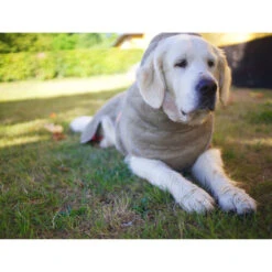 Siccaro WetDog SupremePro -Tierbedarf Geschäft siccaro wetdog supremepro 20 216998 0500 none