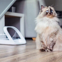 Surefeed Connect Mikrochip-Futterautomat -Tierbedarf Geschäft surefeed microchip voerbak connect 221224 0500 none