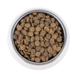 Vetality Urinary - Katzenfutter 9 Vetality Urinary - Katzenfutter -Tierbedarf Geschäft vetality urinary kattenvoer 195269 0500 none