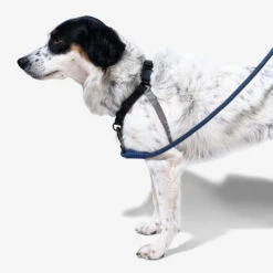 Zee.Dog Soft Walk Harness -Tierbedarf Geschäft zeedog soft walk harness 200684 0500 none